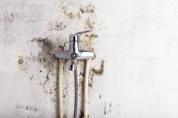 Best Commercial Mold Removal  in Prospect, PA