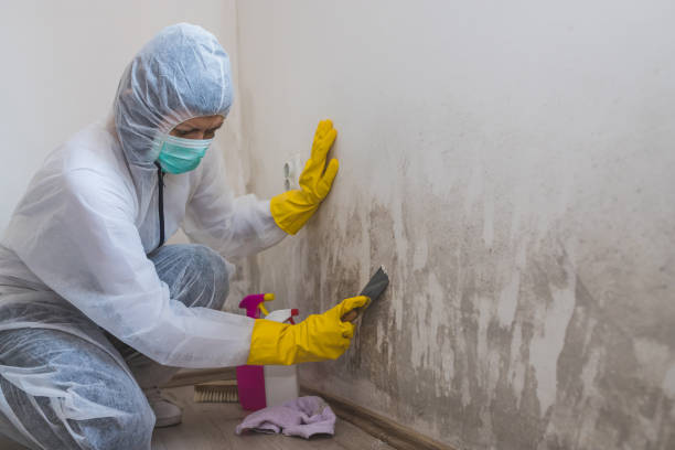 Best Mold Removal and Inspection  in Prospect, PA