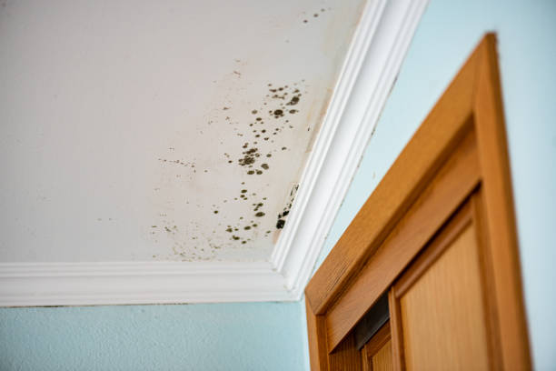 Best Residential Mold Removal  in Prospect, PA