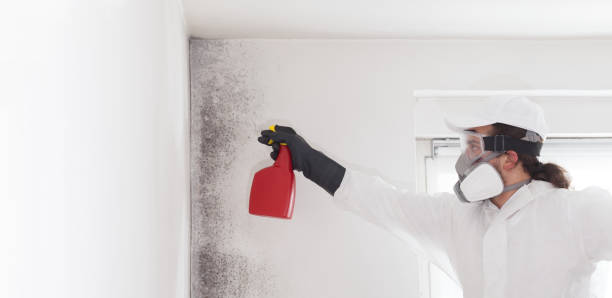Best Fast Mold Removal  in Prospect, PA