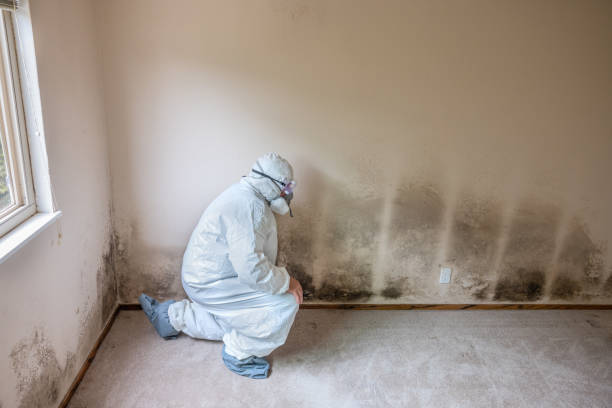 Best Mold Cleaning Services  in Prospect, PA